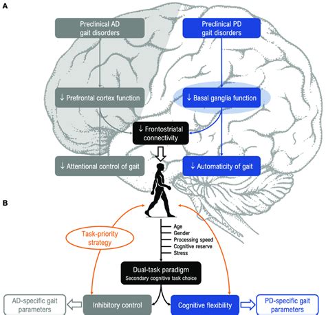 The effect of different dual tasks conditions on gait