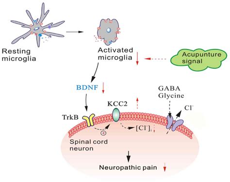 The effect of different frequencies of electroacupuncture on BDNF …