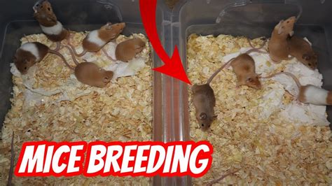 The effect of inbreeding on reproduction in mice Animal …