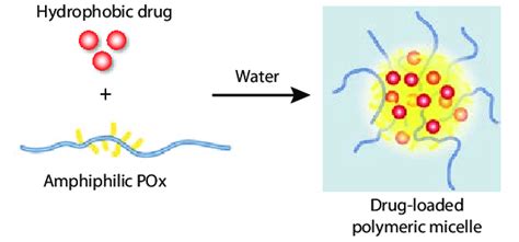 The effective encapsulation of a hydrophobic lipid-insoluble drug …