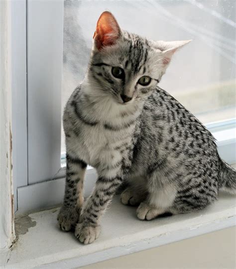The egyptian mau the complete owners guide egyptian mau cats and kitten care. - Acer aspire 5738z guide repair manual.