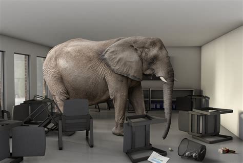 The elephant in the room the ultimate guide to weight loss and healthy living. - Caccia al tesoro di microsoft powerpoint.