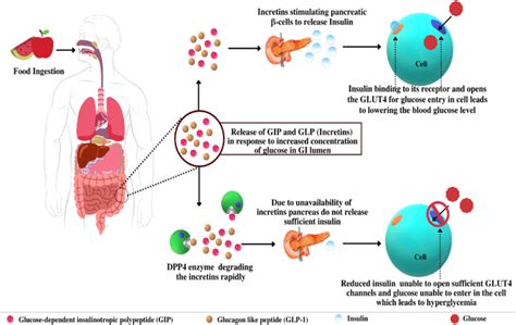 The emerging role of incretins and twincretins Nature