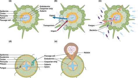 The endodermal passage cell – just another brick in the wall?