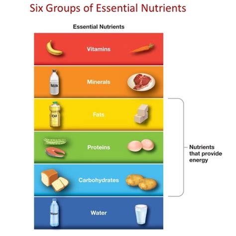 The essential nutrients quizlet. There are sixteen essential minerals and thirteen essential vitamins (See Table \(\PageIndex{1}\) and Table \(\PageIndex{2}\) for a complete list and their major … 