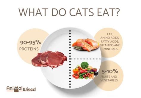 The essentials of cat diet: A detailed guide on cat nutrition