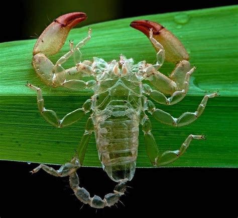 The exoskeleton of scorpions