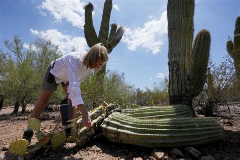 The extreme heat in Phoenix is withering some of its famed saguaro cacti, with no end in sight
