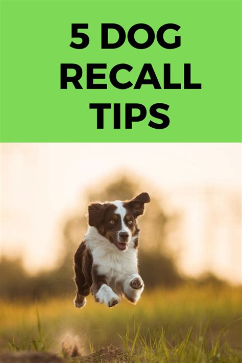 The post The Farmer's Dog: Has the Dog Food Brand Issued a Recall in 2024? appeared first on DogTime. With recent recalls casting a shadow over the pet food industry, worries about the safety of .... 