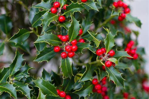 The fastest growing holly