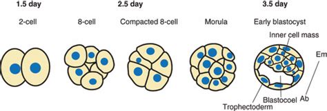 The fate of inner cell mass and trophectoderm nuclei