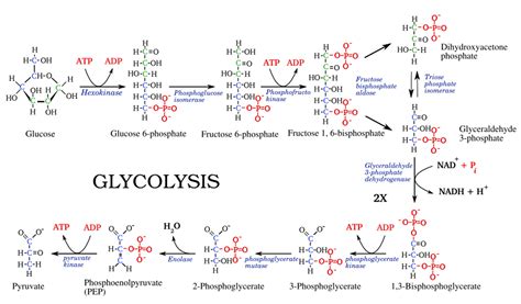 Fundamentals Glycolysis ultimately splits glucose into two 