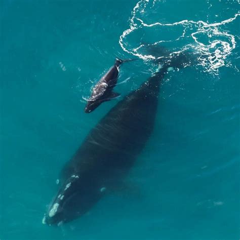 The first North Atlantic right whale mother/calf pair of the year spotted in Cape Cod Bay