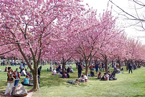 The first cherry blossoms of 2024 are blooming at the Brooklyn Botanic