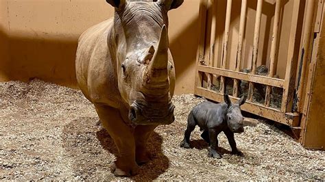 The first southern white rhinoceros born in Atlanta’s zoo arrives on Christmas Eve