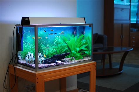 The fish tank. Things To Know About The fish tank. 