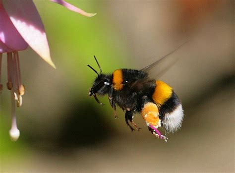 The flight bumblebee. Things To Know About The flight bumblebee. 