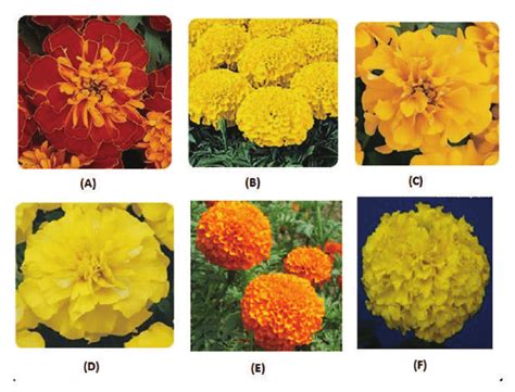 The flowers of six different marigold cultivars. (A) Local type; (B ...