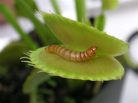 The fly trap. Things To Know About The fly trap. 