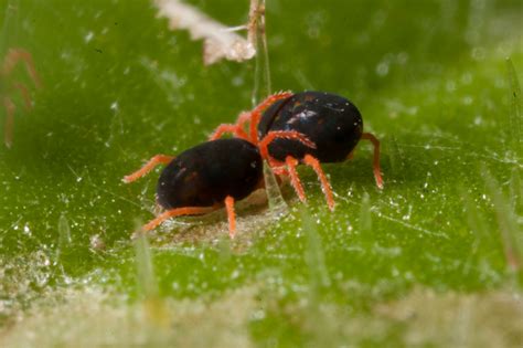 The foraging behaviour of redlegged earth mite, …