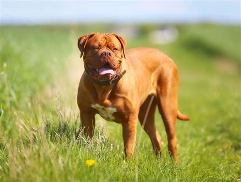 The french mastiff dogue de bordeaux owners manual french mastiff or bordeaux dog care personality grooming. - 2001 yamaha fazer 1000 motorcycle service manual.