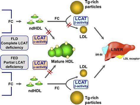 The function of lecithin:cholesterol acyltransferase (LCAT)