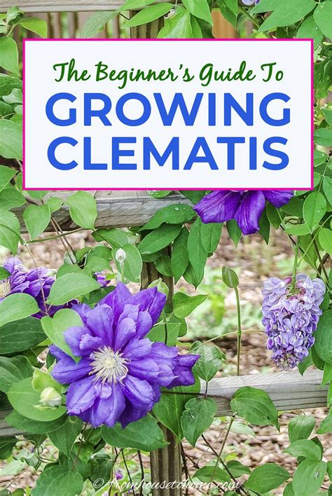 The gardeners guide to growing clematis. - Correspondance commerciale ; courrier - classement - fiches - notes - comptes rendus - procès verbaux.