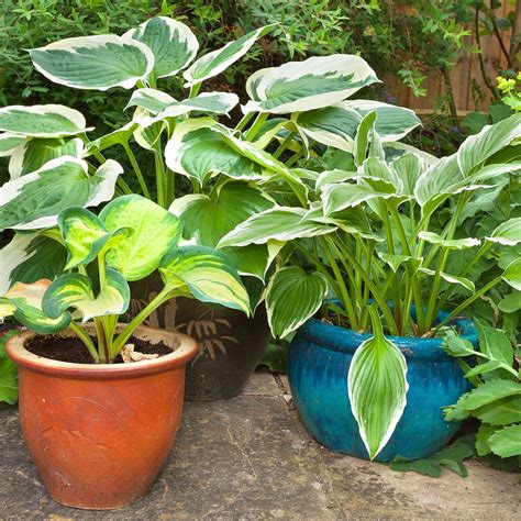 The gardeners guide to growing hostas. - Breakeven analysis the definitive guide to cost volume profit analysis second edition.