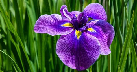 The gardeners guide to growing irises. - Hp quality center synchronizer user guide.