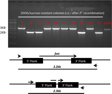 The gene fmt, encoding tRNAfMet-formyl transferase, …