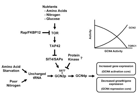 The general amino acid control pathway regulates mTOR and