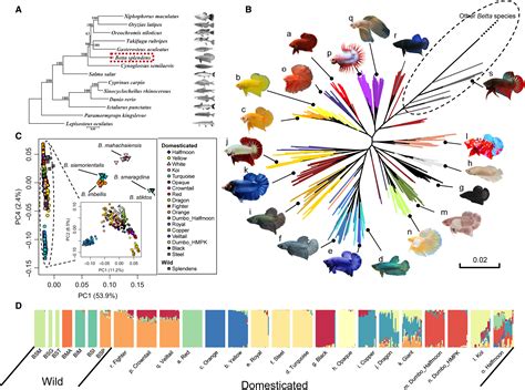 The genetic architecture of phenotypic diversity in the betta fish