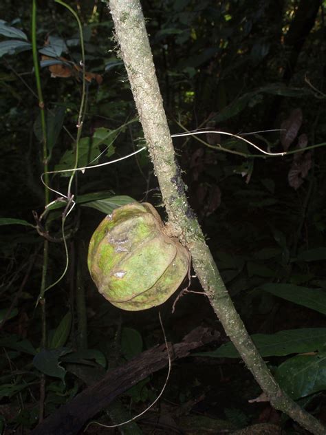 The genus Landolphia P.Beauv. (Apocynaceae): A …