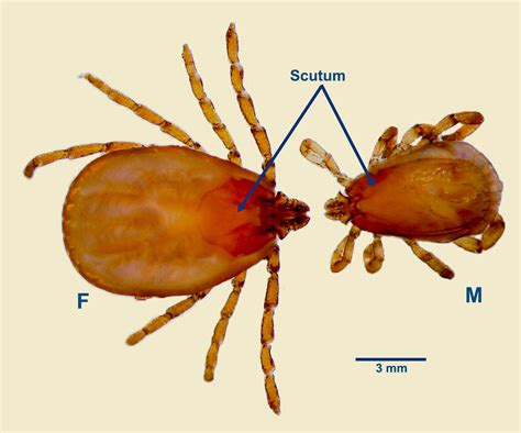 The genus rhipicephalus acari ixodidae a guide to the brown ticks of the world. - Tb 135 manuale ricambi per escavatore takeuchi.