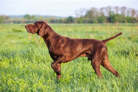 The german shorthaired pointer a hunters guide. - Alfa 147 19 jtd service manual.