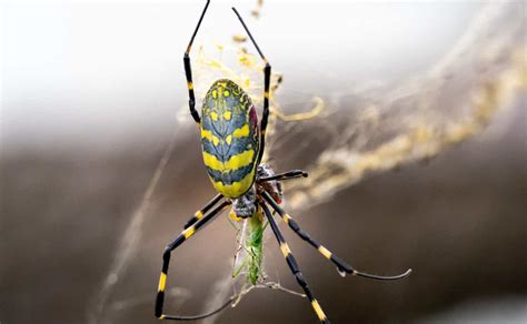 The giant invasive Joro spiders, which may spread up the East Coast, aren’t scary: Researchers