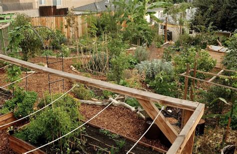 The glorious rise of food forests — Stone Pier Press