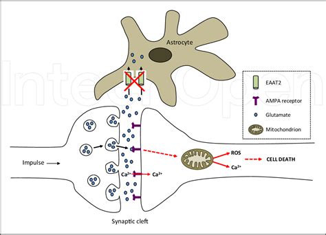 The glutamate hypothesis in ALS: pathophysiology and drug ... - PubMed