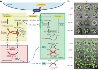 The glycerate transporter NPF8.4 links photorespiration and nitrogen …