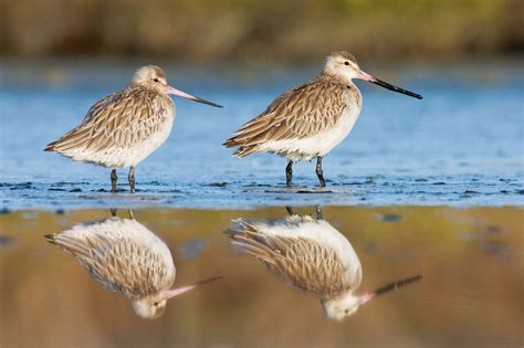 The godwit