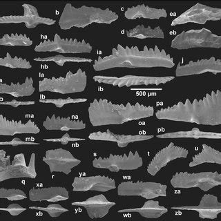 The graptolite, conodont and sedimentary record ... - Cambridge Core