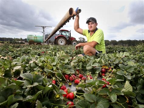 The growers feeling the pain of strawberry sabotage - couriermail