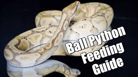 The guide to owning a ball python. - Lista de cuentos matriciales para eerste addisionele afrikaans.