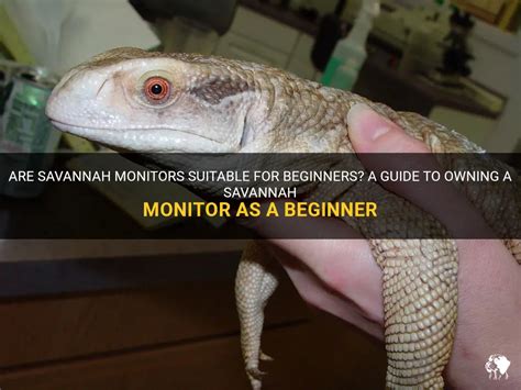 The guide to owning savannah monitors. - Wychowawcze aspekty spełniania wymagań szkoły przez ucznia.