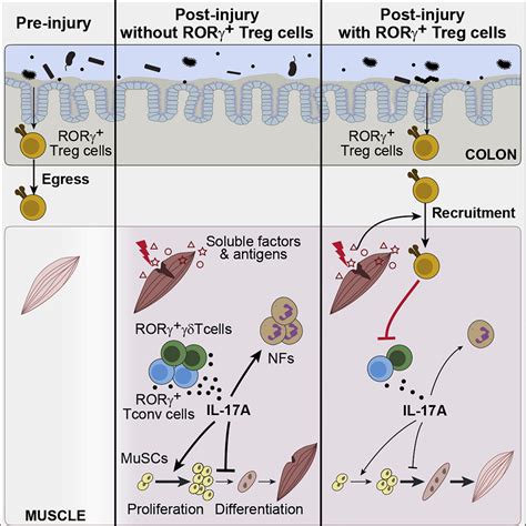 The gut microbiota promotes distal tissue regeneration via RORγ ...