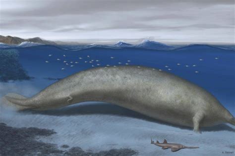 The heaviest animal ever discovered may be this ancient whale found in the Peruvian desert