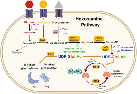 The hexosamine biosynthetic pathway and cancer: …