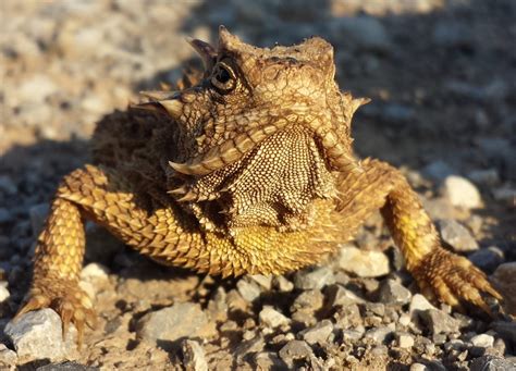 The horny toad. The short-horned lizard is often referred to as a “horned toad” or “horny toad” because its squat, flattened shape and short, blunt snout give it a toad-ish look. There are over a dozen ... 