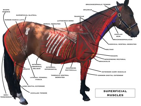 The horse owner apos s guide to holistic medicine. - A guide to tracing your sligo ancestors 1.