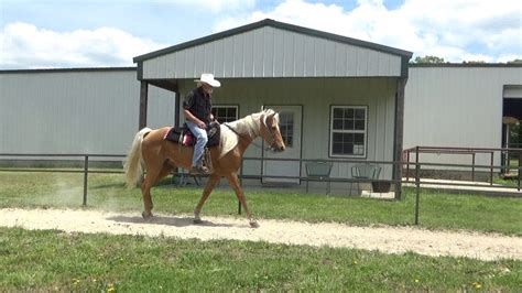 Description: Cookie" is a 5-year-old, GORGEOUS registered Fox trotter mare. From her naturally curly mane, super cute head, and near flawless conformation, she is certain to stand out in any crowd. "Cookie" has been trained through the intermediate and most of the advanced in the Clinton Anderson Method for groundwork and riding exercises ....
